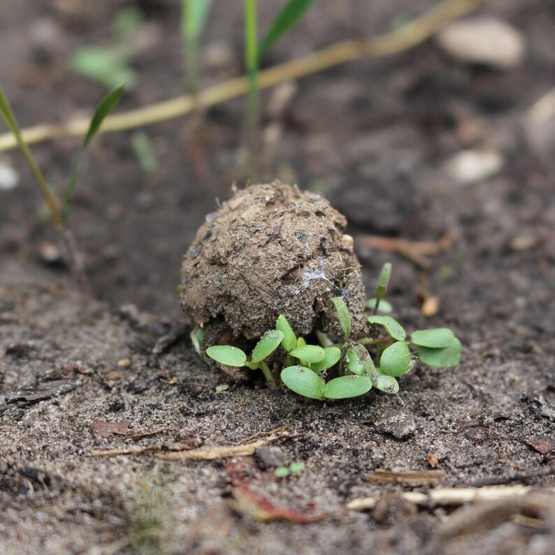 Samenbomben, Seedballs unverpackt, 40 Stück um damit z.B schöne Ostergeschenke zu basteln. image 4