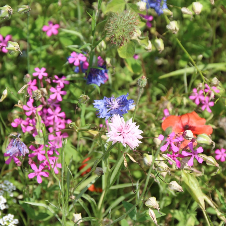 Op de afbeelding: Een close-up van een veld met wilde bloemen in volle bloei. De afbeelding toont een verscheidenheid aan kleuren, waaronder roze, blauw en rood, met groene bladeren. De bloemen staan centraal, wat een natuurlijke en kleurrijke sc&egrave;ne cre&euml;ert.