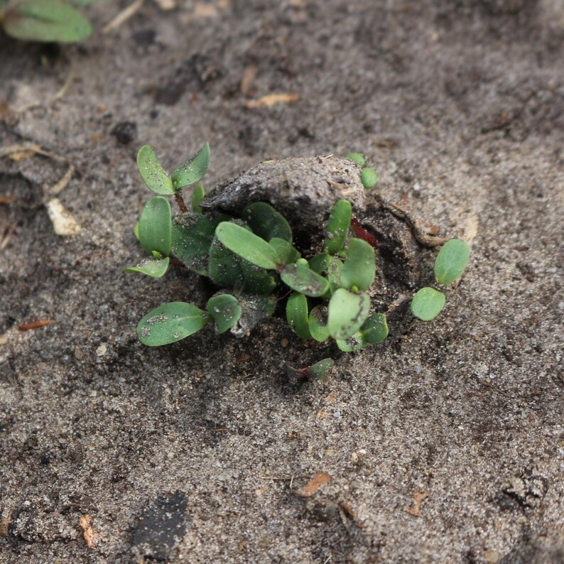 Samenbomben, Seedbombs mit Sonnenblumensamen, 10 Stück im Beutel. Bild 9