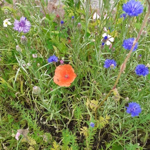May include: A vibrant field of wildflowers in full bloom. The image showcases a bright orange poppy, various blue cornflowers, and other colorful blossoms amidst green foliage. A natural, colorful scene.