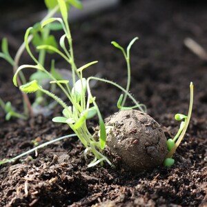 ein Seedball beim Wachsen