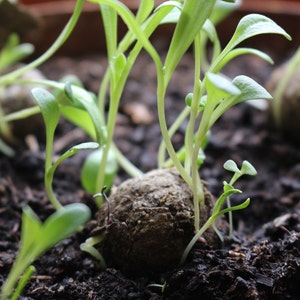 May include: A close-up shot of young green seedlings sprouting from dark brown soil. The seedlings have small, oval leaves and are growing from a round, soil-based seed starting pellet. The background is blurred, highlighting the fresh growth.
