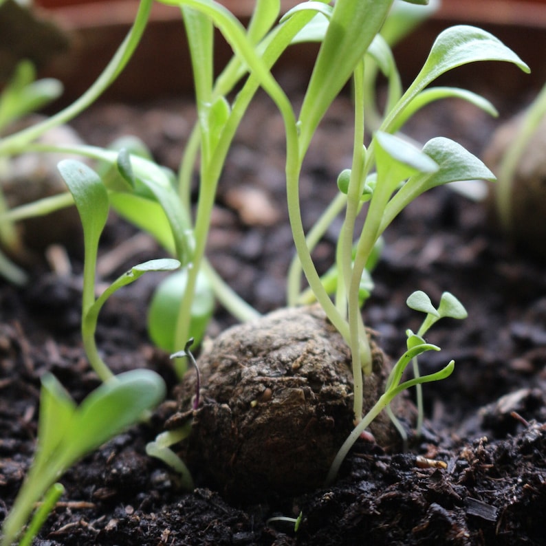 May include: A close-up shot of young green seedlings sprouting from dark brown soil. The seedlings have small, oval leaves and are growing from a round, soil-based seed starting pellet. The background is blurred, highlighting the fresh growth.