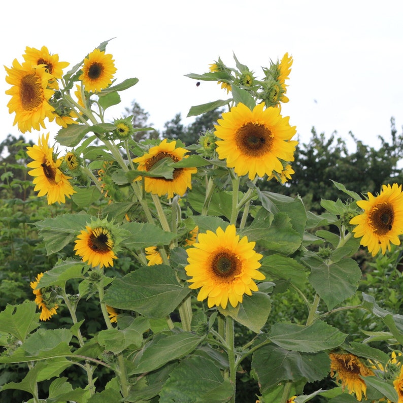 Blühende Sonnenblumen