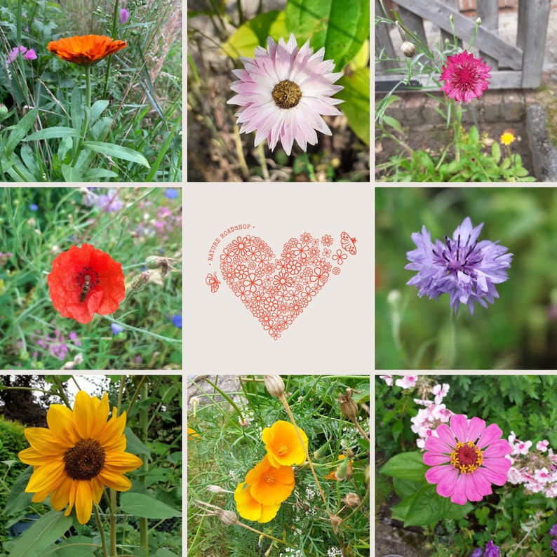 Eine Auswahl an Blumen die aus den Nature Roadshop Samenbomben wachsen können. Darunter : Kornblume, Mohnblume, Sonnenblume, Ringelblume.