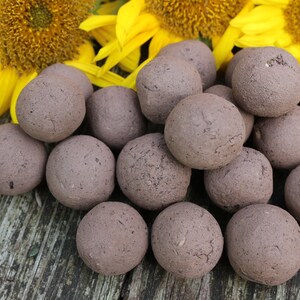 Braune Sonnenblumen Samenbomben