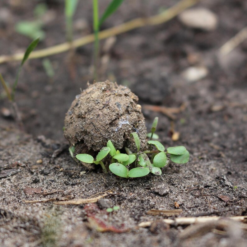 Samenbomben, Seedbombs mit Sonnenblumensamen, 10 Stück im Beutel. Bild 8