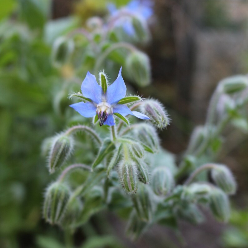 Borretsch Blumen