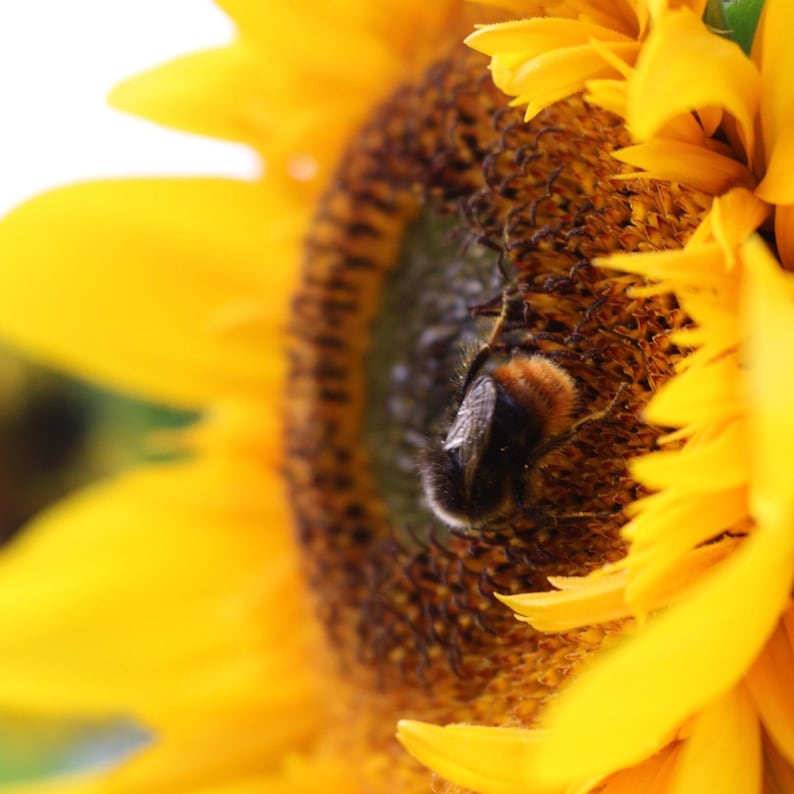 Eine sonnengelbe Sonnenblume mit Biene.