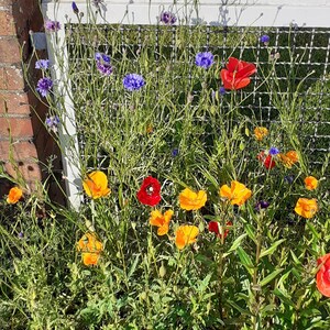 Samenbomben buten Blumen, Wildblumen, Sonnenblumen, 6 Stück im Beutel, handmade afbeelding 12