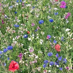Wildblumenwiese mit Kornblumen Mohnblumen und vieles mehr.