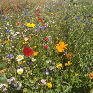 Op de afbeelding: Een levendig bloemenveld in volle bloei, met een gevarieerde reeks kleuren. Rode klaprozen, gele madeliefjes en blauwe korenbloemen zijn verspreid tussen het groene gebladerte, wat een natuurlijke, kleurrijke sc&egrave;ne cre&euml;ert.