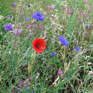 Op de afbeelding: Een levendig veld met wilde bloemen in volle bloei. De afbeelding toont een opvallende rode klaproos, verschillende blauwe korenbloemen en diverse andere paarse en witte bloemen. Groen gebladerte zorgt voor een weelderige achtergrond, waardoor een natuurlijke en kleurrijke sc&egrave;ne ontstaat.
