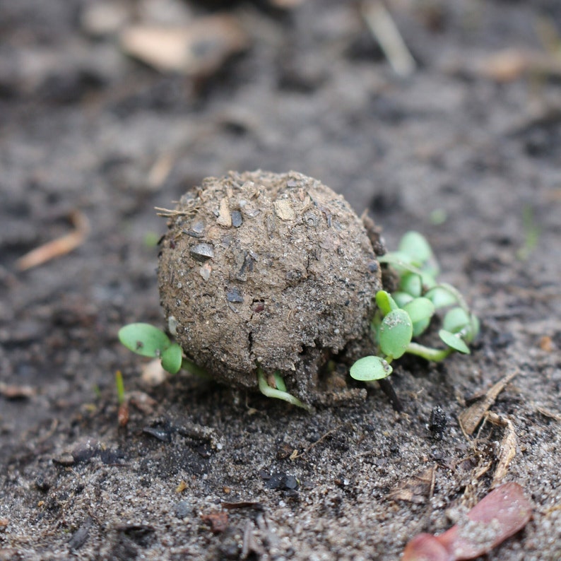 ein Seedball beim keimen