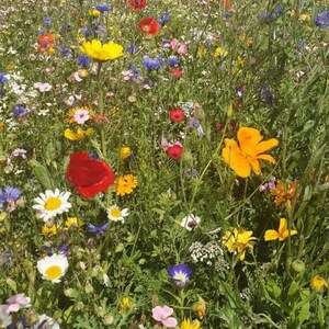 Bunte Blumenwiese