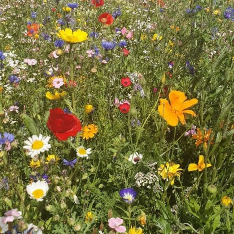 Bunte Blumenwiese