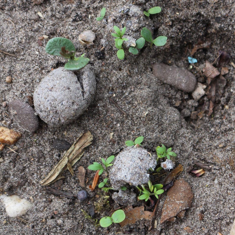 Seed bombs wildflower meadow, colorful flower mix, 10 pieces in a bag. image 5