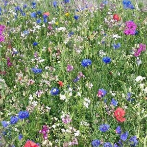 bunte Wildblumenwiese