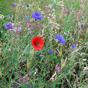 Op de afbeelding: Een levendig veld met wilde bloemen in volle bloei. De afbeelding toont een opvallende rode klaproos, verschillende blauwe korenbloemen en diverse andere paarse en roze wilde bloemen. Groen gebladerte zorgt voor een weelderige achtergrond.