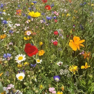 Bunte Blumenwiese