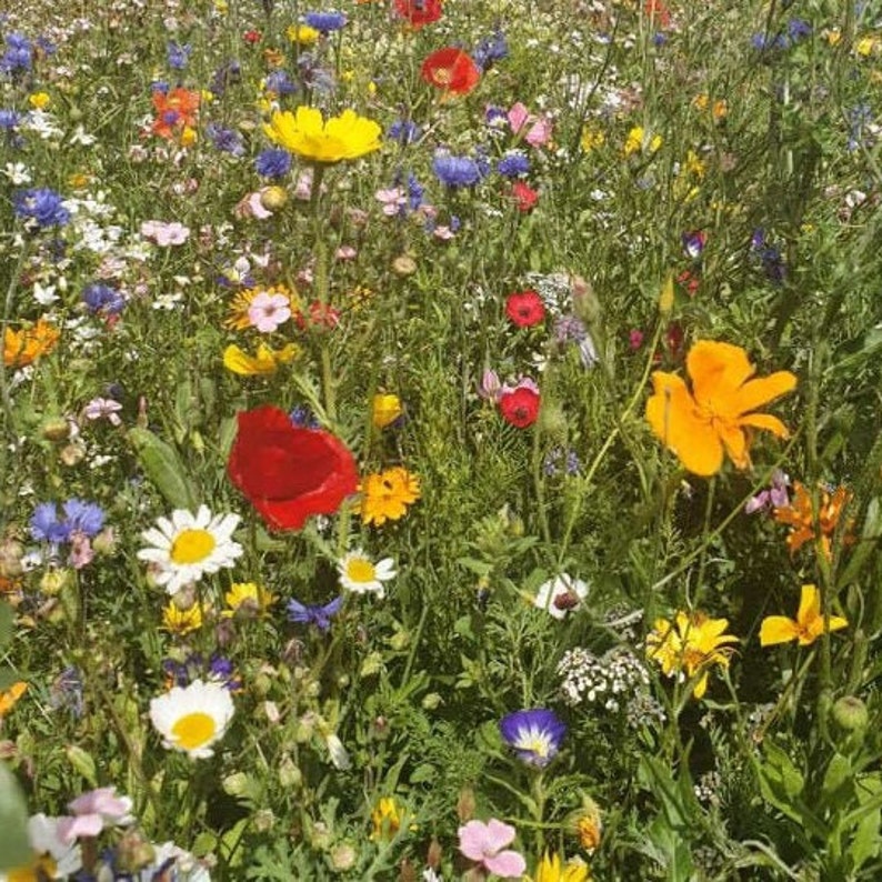 Bunte Blumenwiese