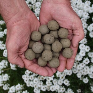 May include: A pair of hands cradles a collection of small, round, grey seed balls. The balls have a textured surface and are held against a backdrop of white flowers and green foliage. The seed balls appear to be approximately 2.5 cm in diameter.
