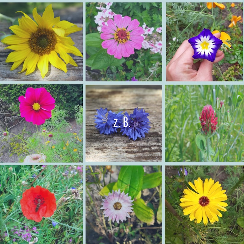 Samenbomben, Blumen Mix, 12 Stück im Beutel, kleine Ostergeschenke immagine 11