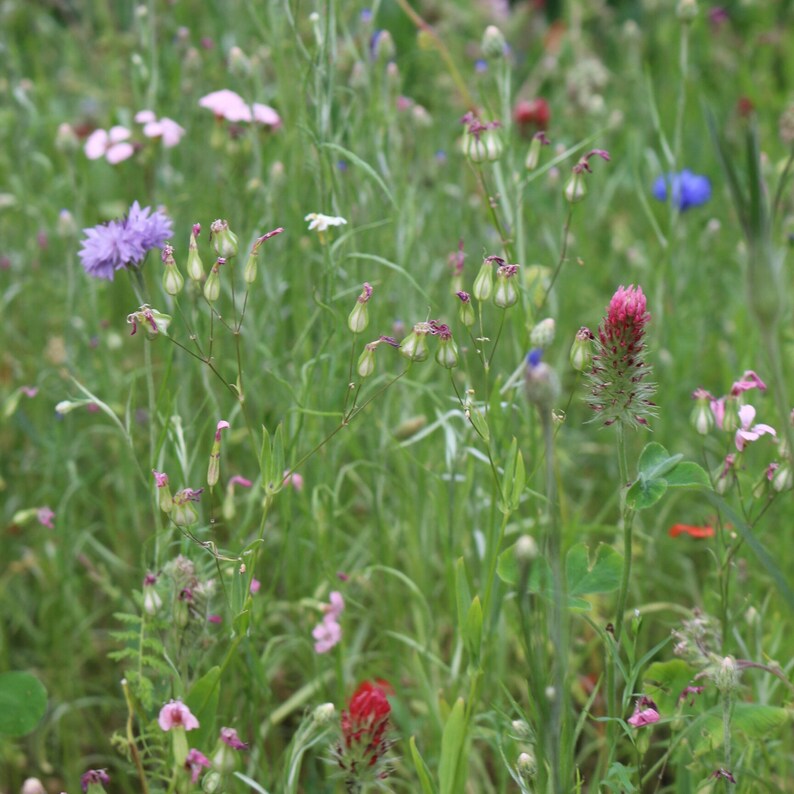 Wildblumenwiese