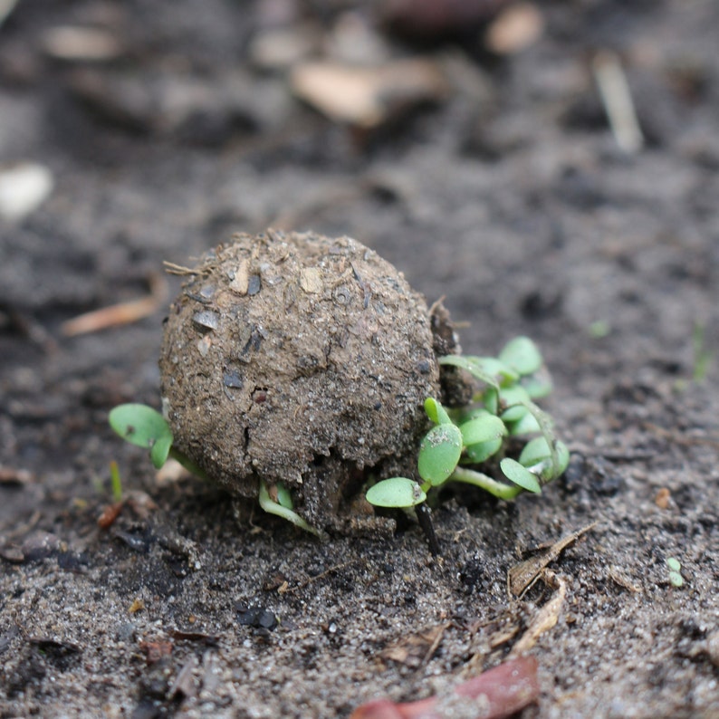 Samenbombe auch Blühkugel oder Seedball genannt, beim keimen.