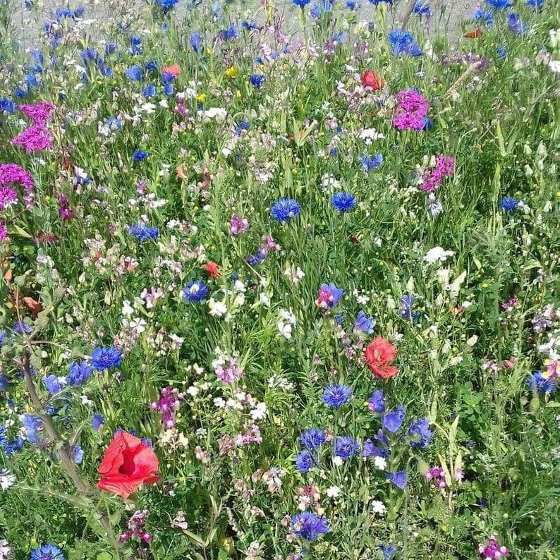 May include: A colourful meadow filled with wildflowers. The image displays a variety of blooms in shades of blue, purple, red, white, and yellow, set against a backdrop of green foliage. The flowers are densely packed, creating a rich tapestry of natural beauty.