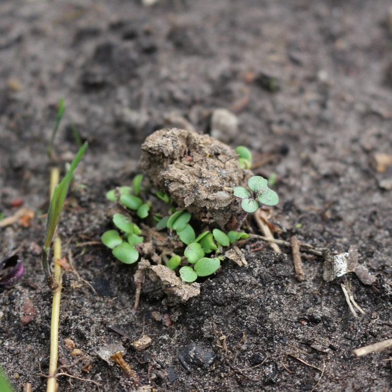 May include: A close-up shot of soil with tiny green seedlings sprouting. A small, brown soil clump is in the centre, with young plants around it. The background is blurred, showing more dark soil.
