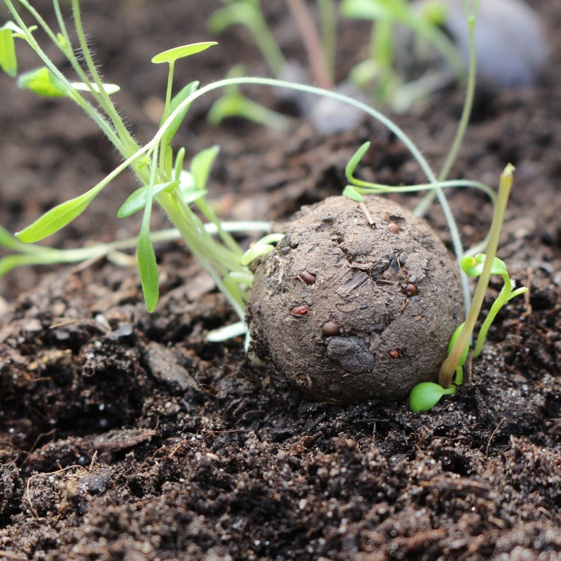 May include: A seed ball in dark soil, with small green sprouts emerging. The ball is a dark brown colour and has visible seeds embedded in its surface. The surrounding soil is rich and dark, with tiny green plants growing around it.