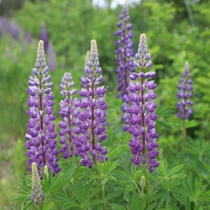 blaue Lupine in voller Pracht