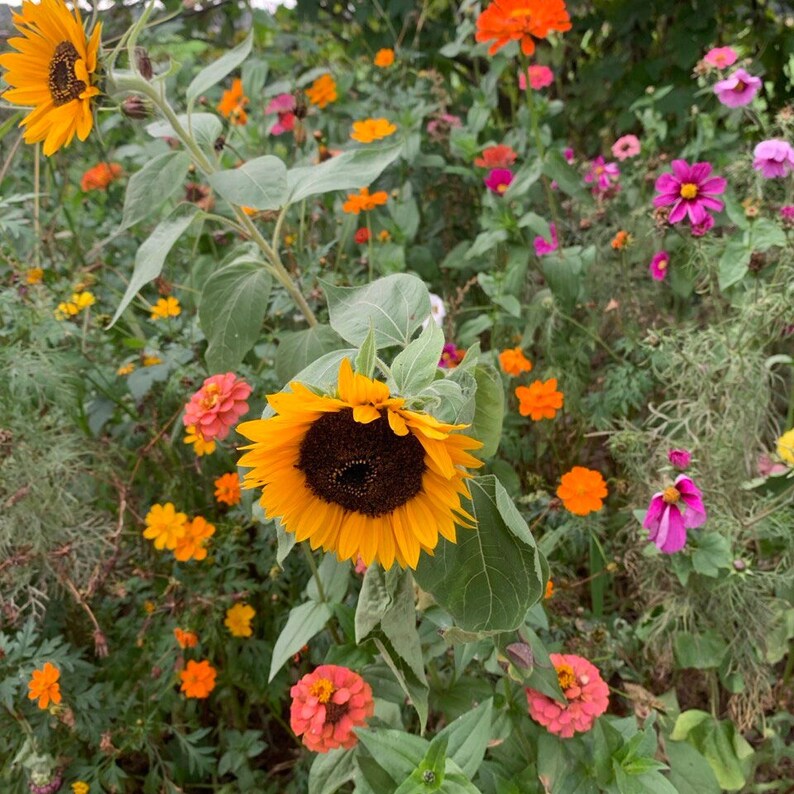 May include: A colourful garden scene with a large sunflower, its bright yellow petals surrounding a dark brown centre. Other flowers in shades of orange, pink, and yellow are scattered amongst the green foliage, creating a natural display.