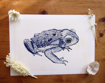 Cane Toad, water-colour and Pen, Art Print.