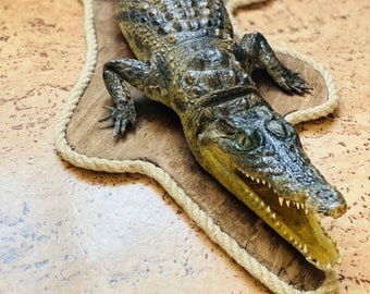 Genuine freshwater crocodile skull animal specimen length 20-30cm gift crafts 