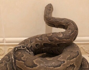 Taxidermy Snake - Etsy