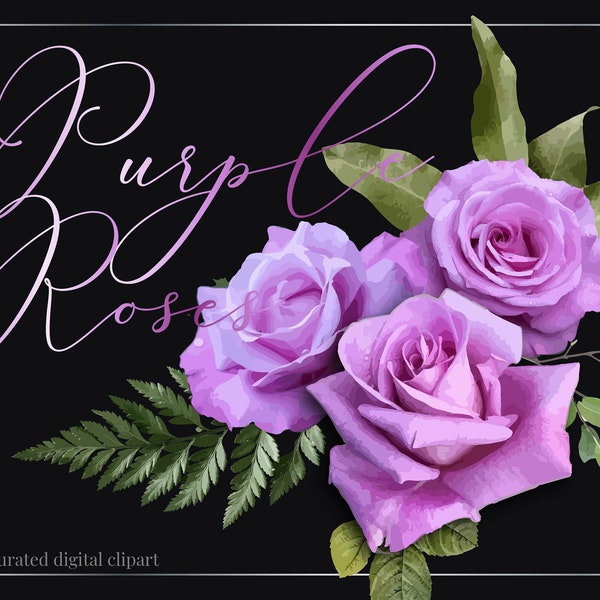 Purple Roses Clip Art, Dusty Purple Roses Bouquet, Blush Rose PNG, Real Flower Clipart, Purple Floral Arrangements, Lilac Rose Flowers Frame