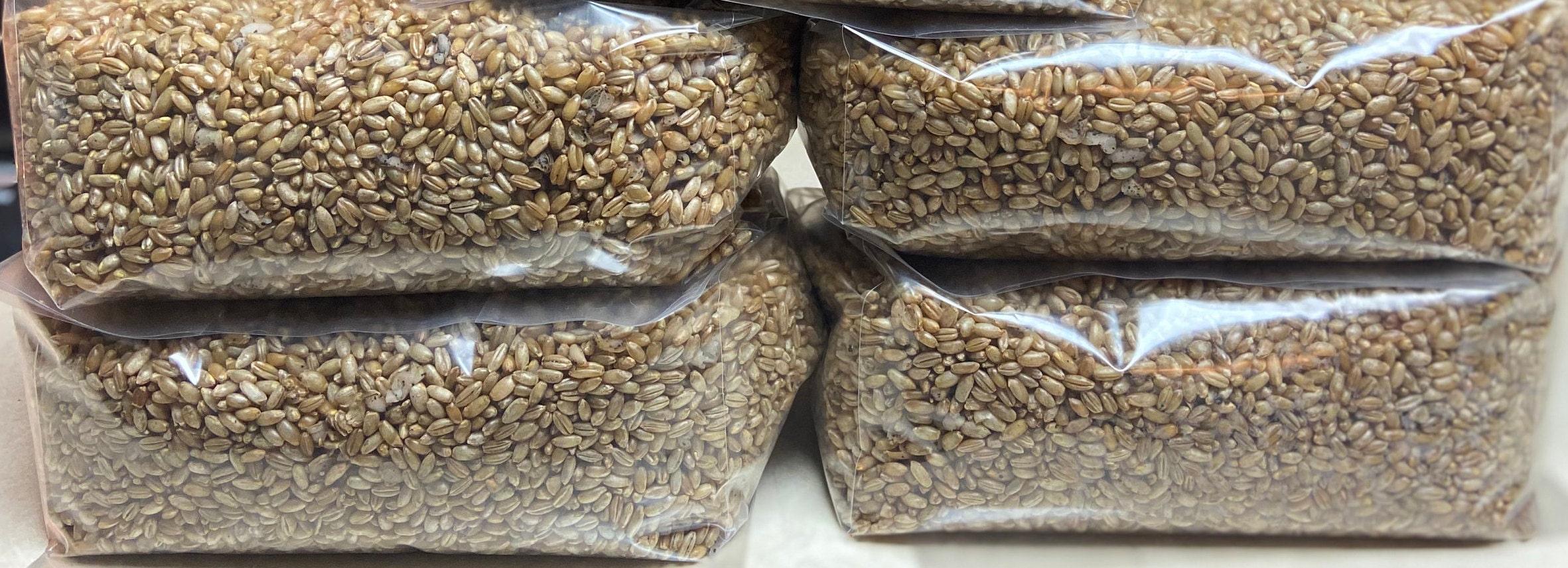 BULK 4 PACK Sterilized Rye Berries with Self Healing Etsy