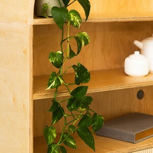 May include: A wooden shelf unit with a curved top and three shelves. A potted plant with green and white leaves hangs down from the top shelf. There are two white ceramic containers on the second shelf.