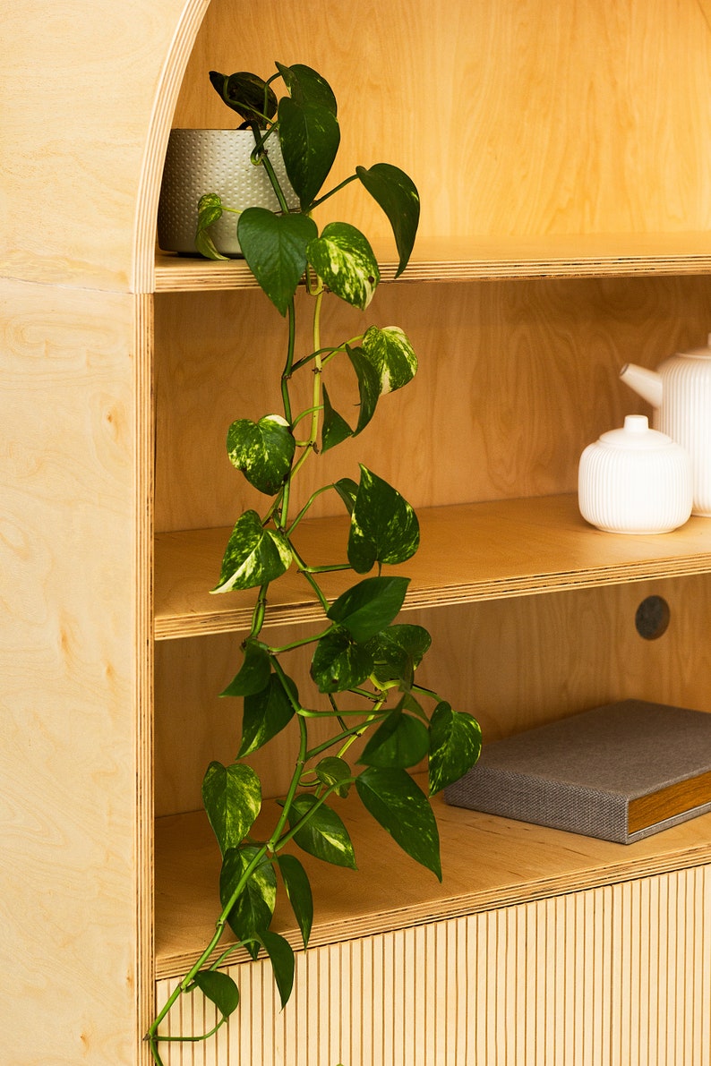 May include: A wooden shelf unit with a curved top and three shelves. A potted plant with green and white leaves hangs down from the top shelf. There are two white ceramic containers on the second shelf.
