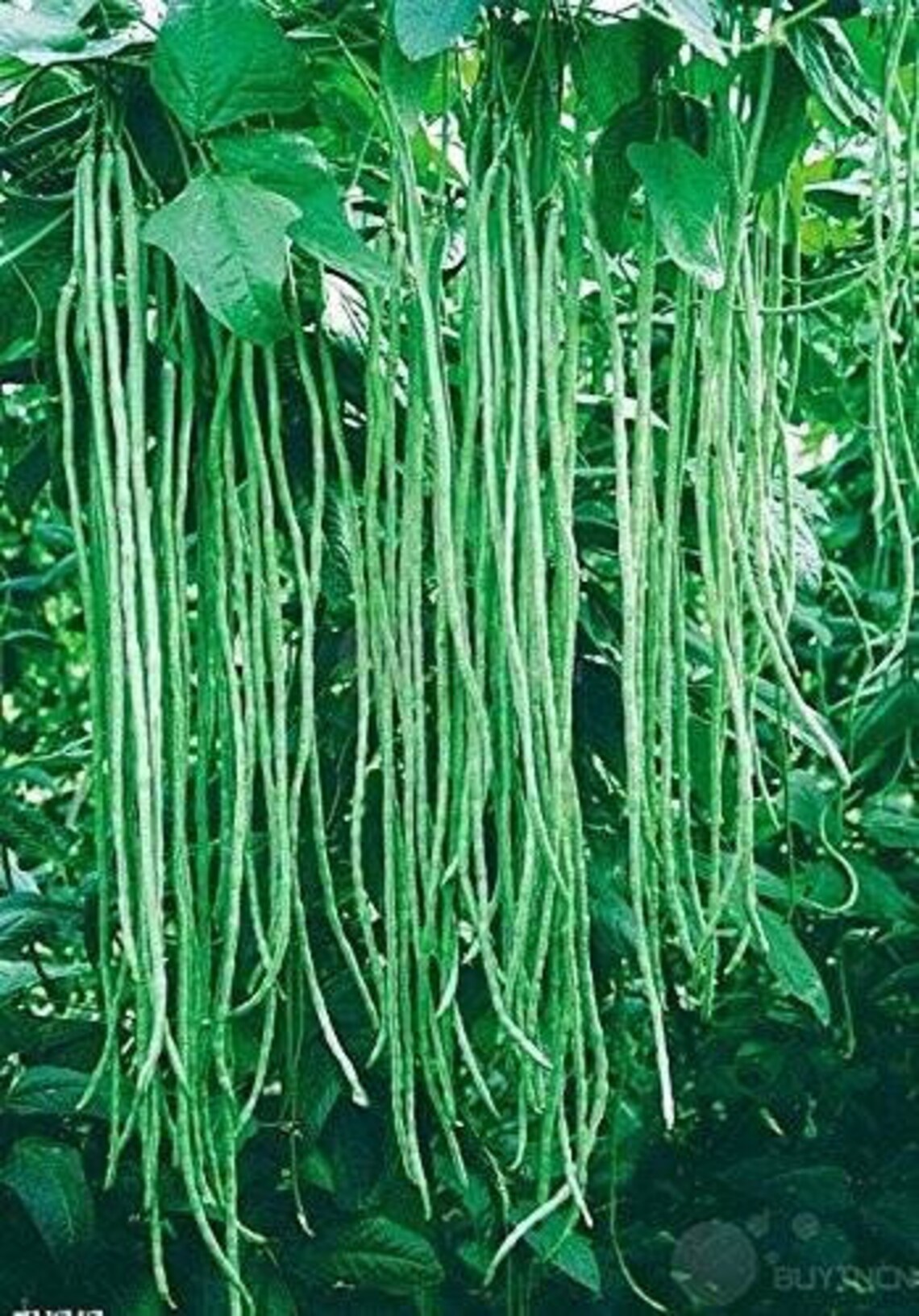 Ceylon Snake beans yardlong beans seeds pack for planting Etsy