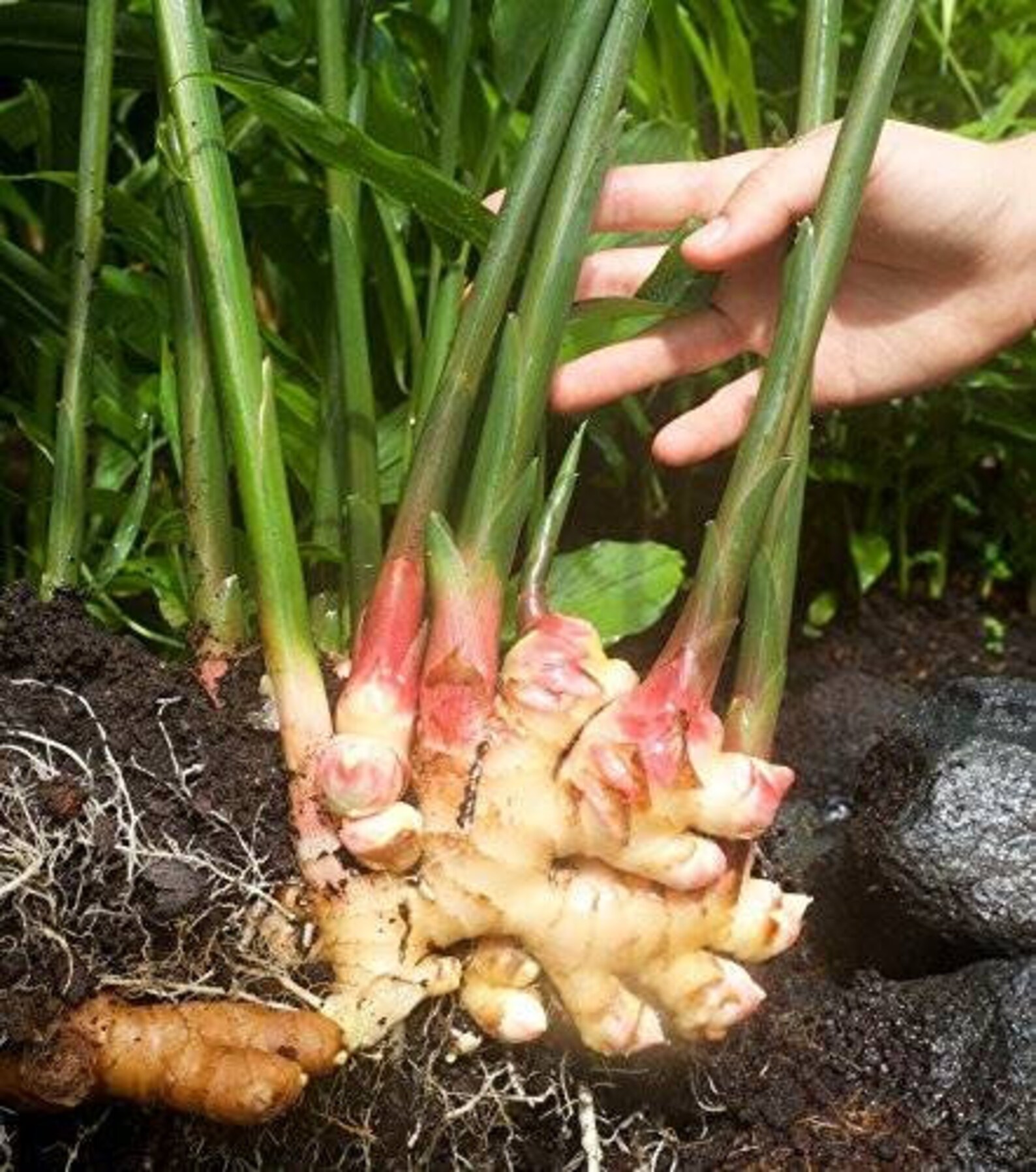 5 pieces of ginger live rhizomes zingiber officinale Etsy
