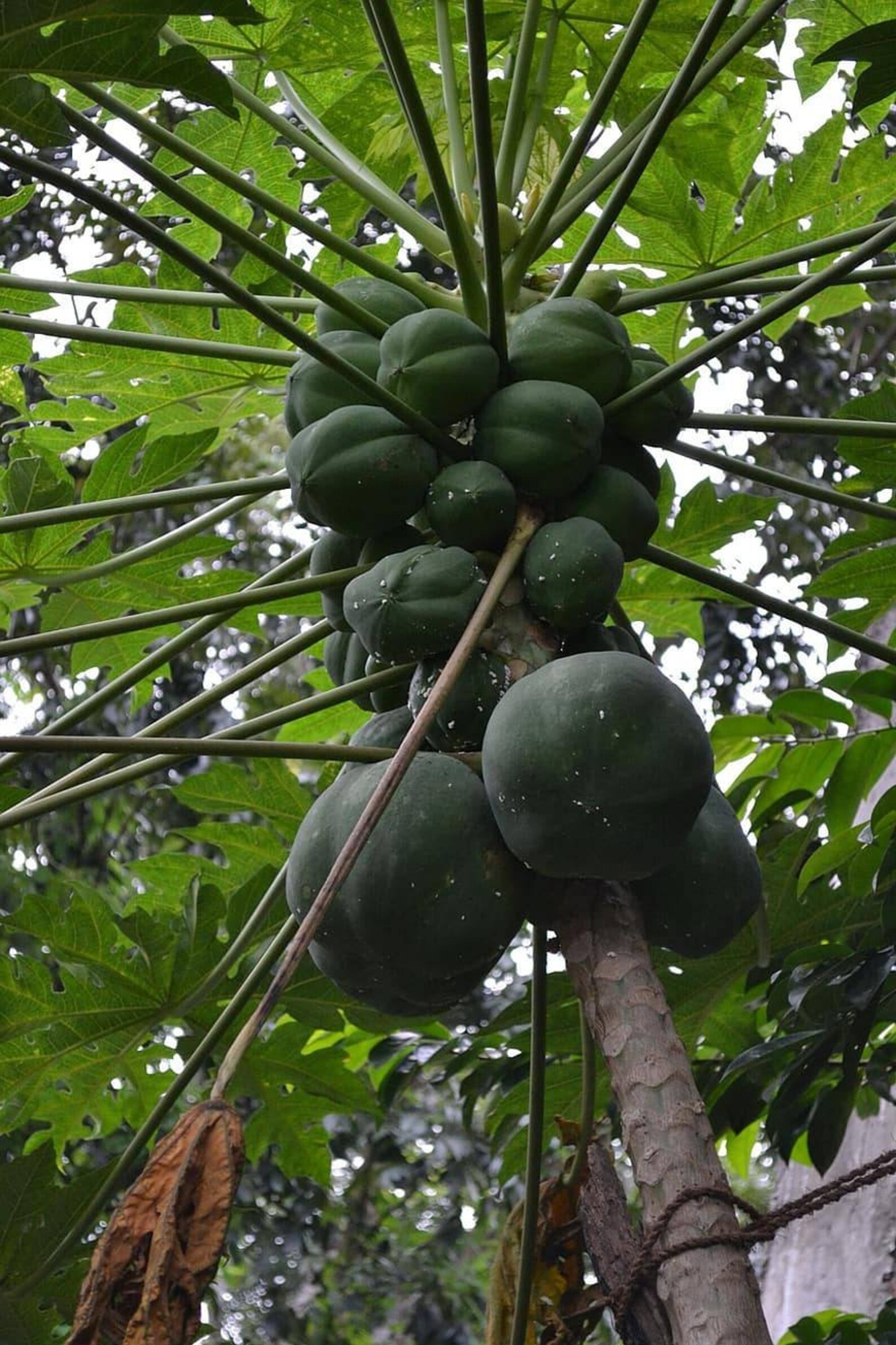 Ceylon papaya seeds for home garden gaslabu pawpaw Ceylon Etsy
