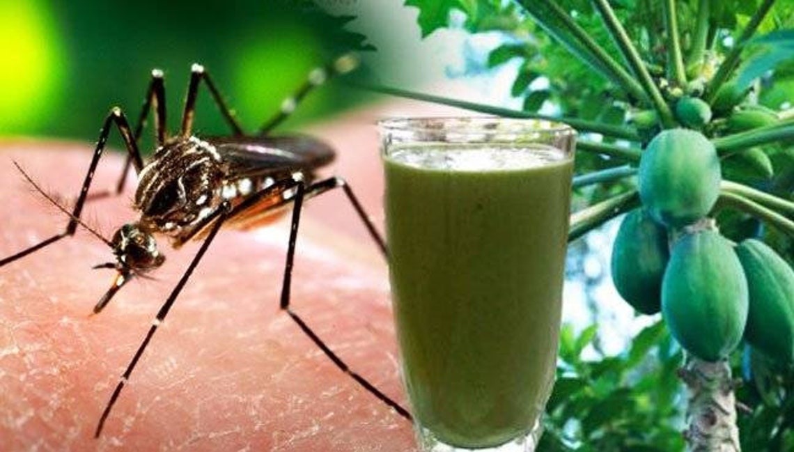 Dried Papaya leaves dried pawpaw leaves organic wildcrafted Etsy