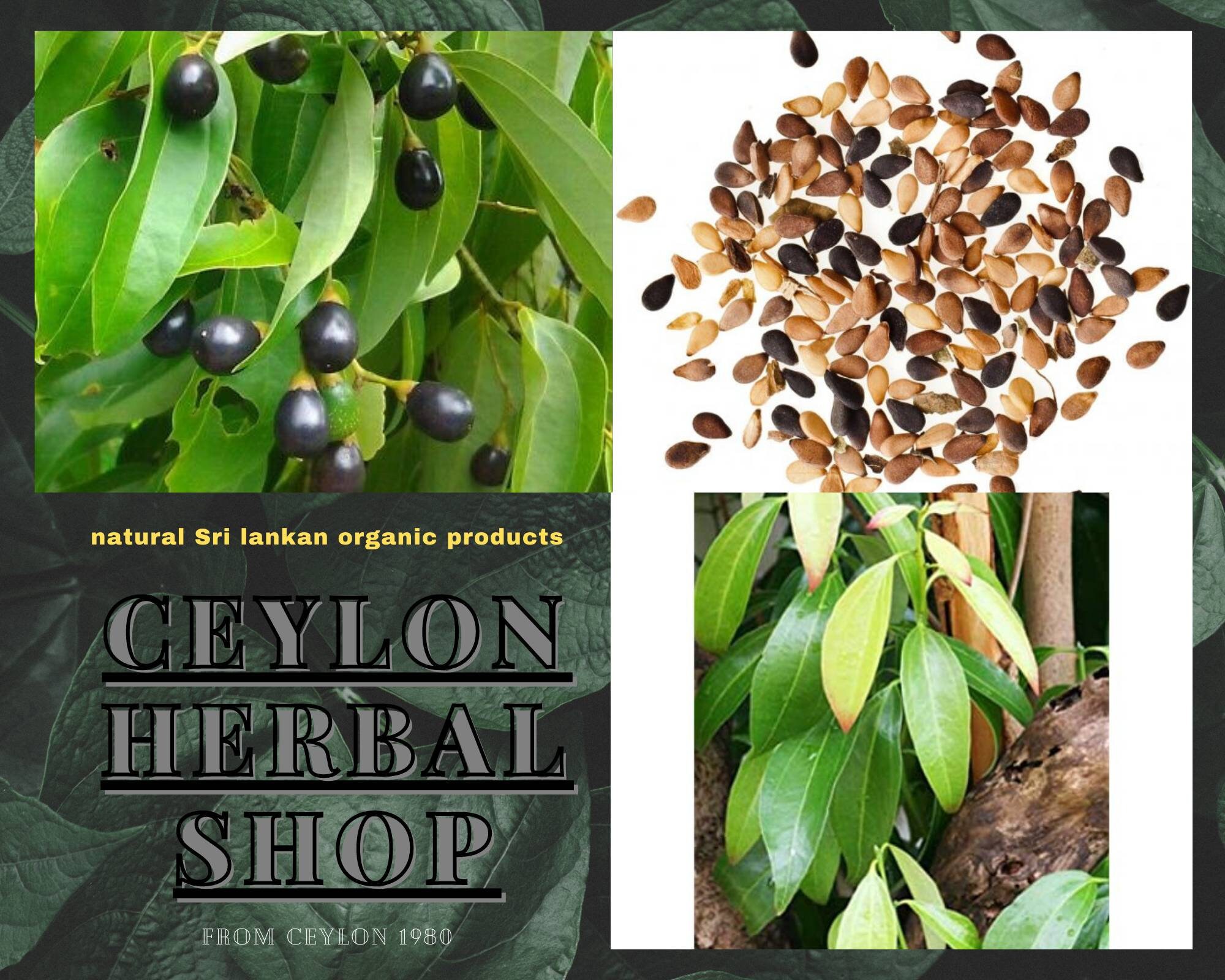 Ceylon cinnamon seeds cinnamon seeds Cinnamomum Zeylanicum Etsy