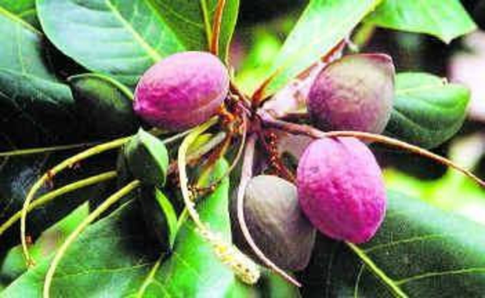 3 Almond seeds for home gardening or aquarium Talisay tree Etsy