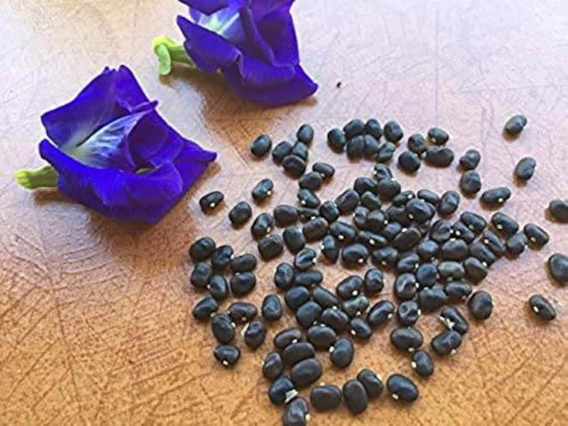 20 seeds Ceylon Blue butterfly pea seeds for planting seeds | Etsy