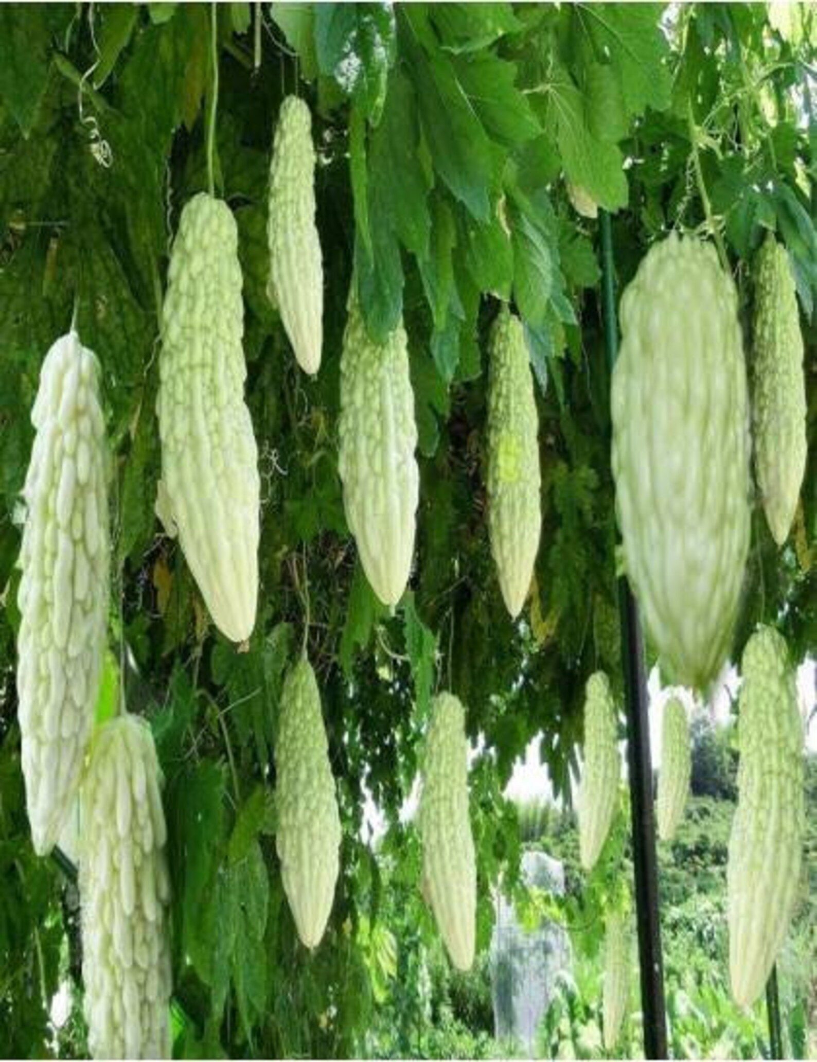 White bitter gourd seeds Bitter melon White karela bitter Etsy