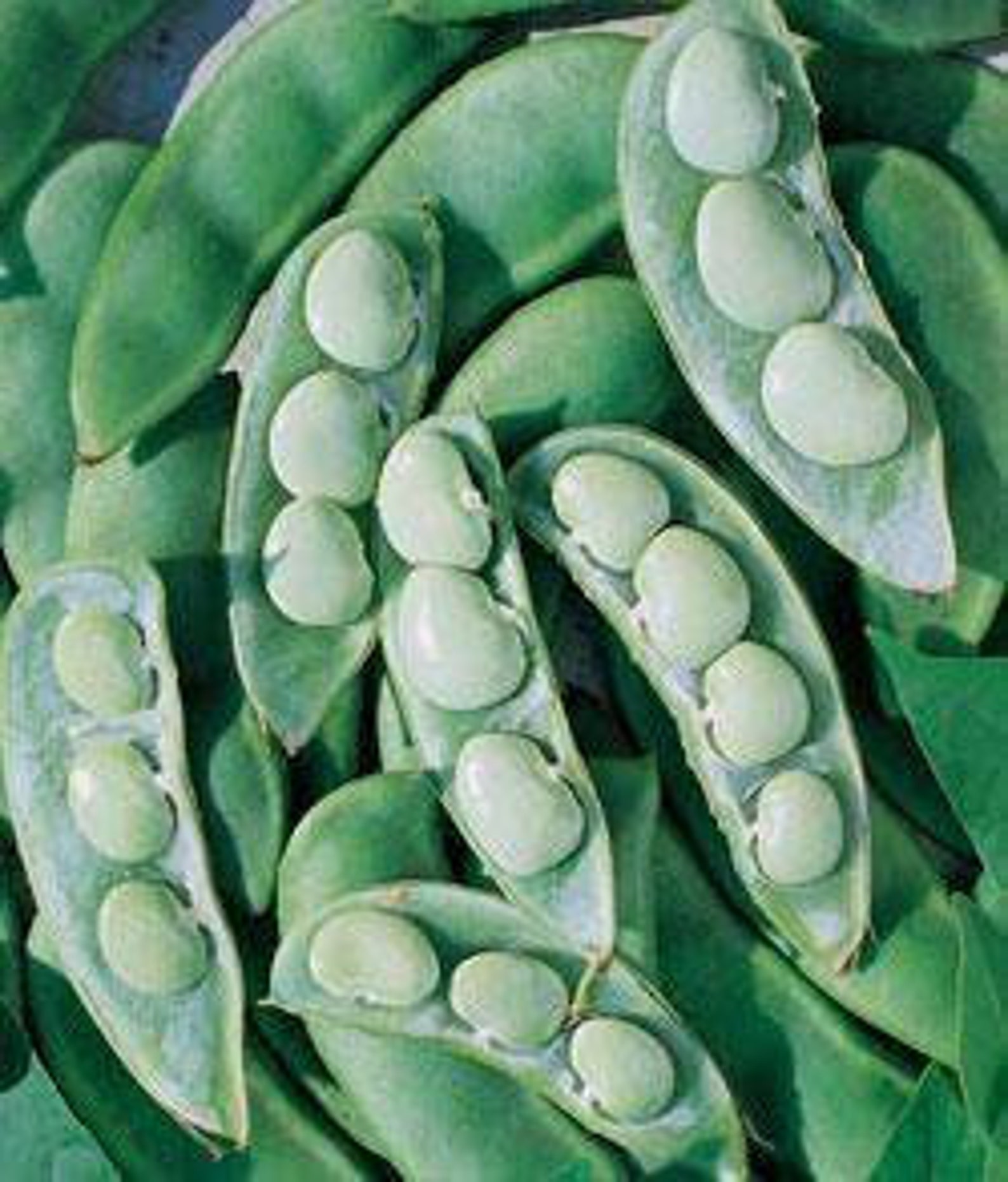 Jack beans awara canavalia enisiformis jack bean seeds Etsy